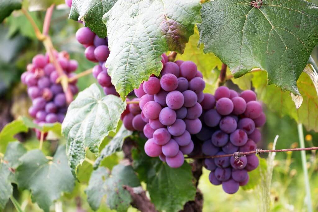 6 cose che non sapevi su Pisco
